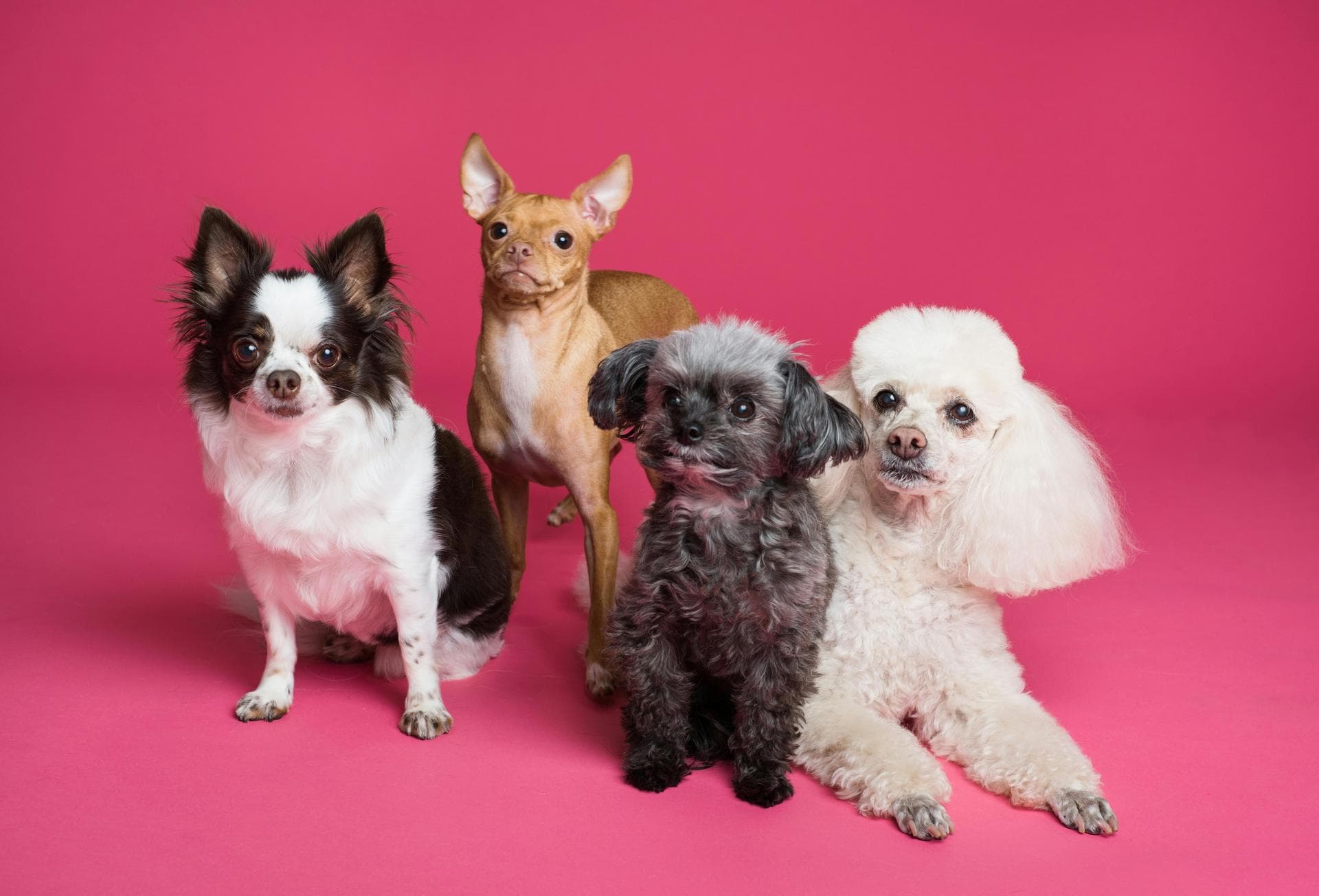 Best Vets in Hamilton