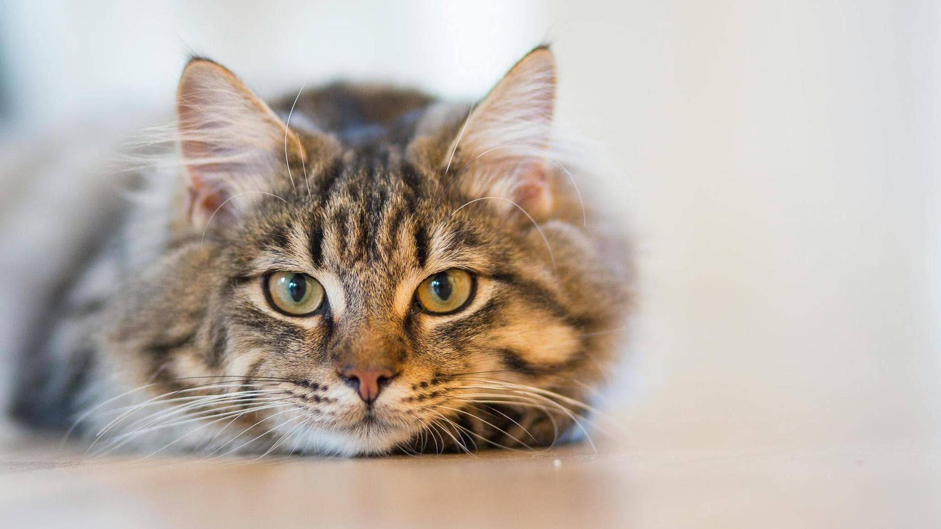 Emergency vets in Hamilton