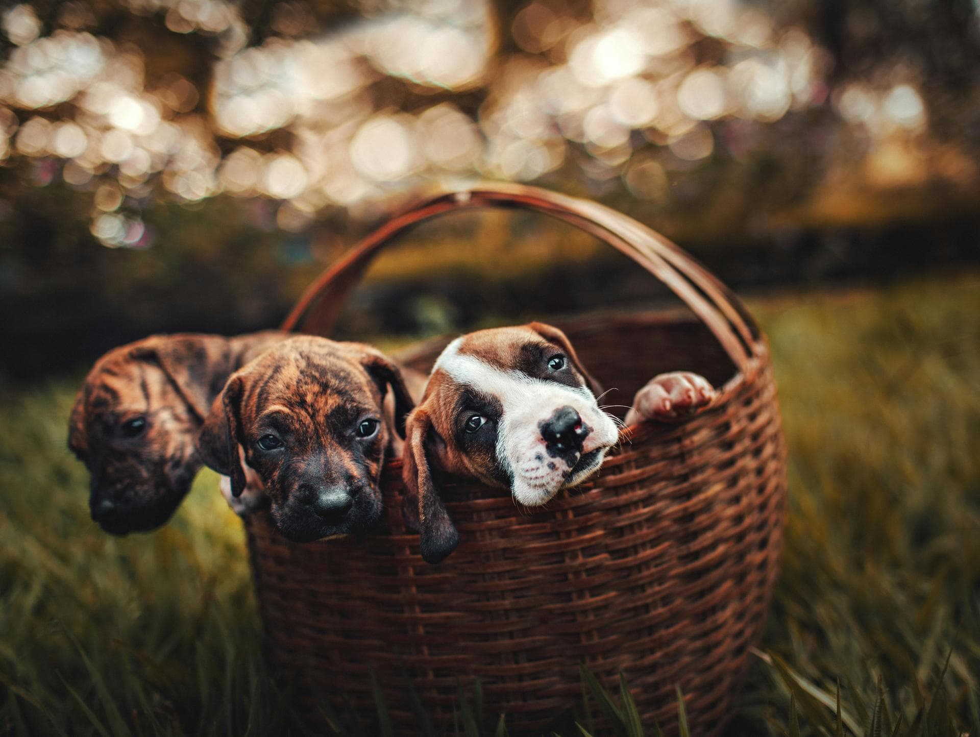Dog & Cat Vets in Hamilton