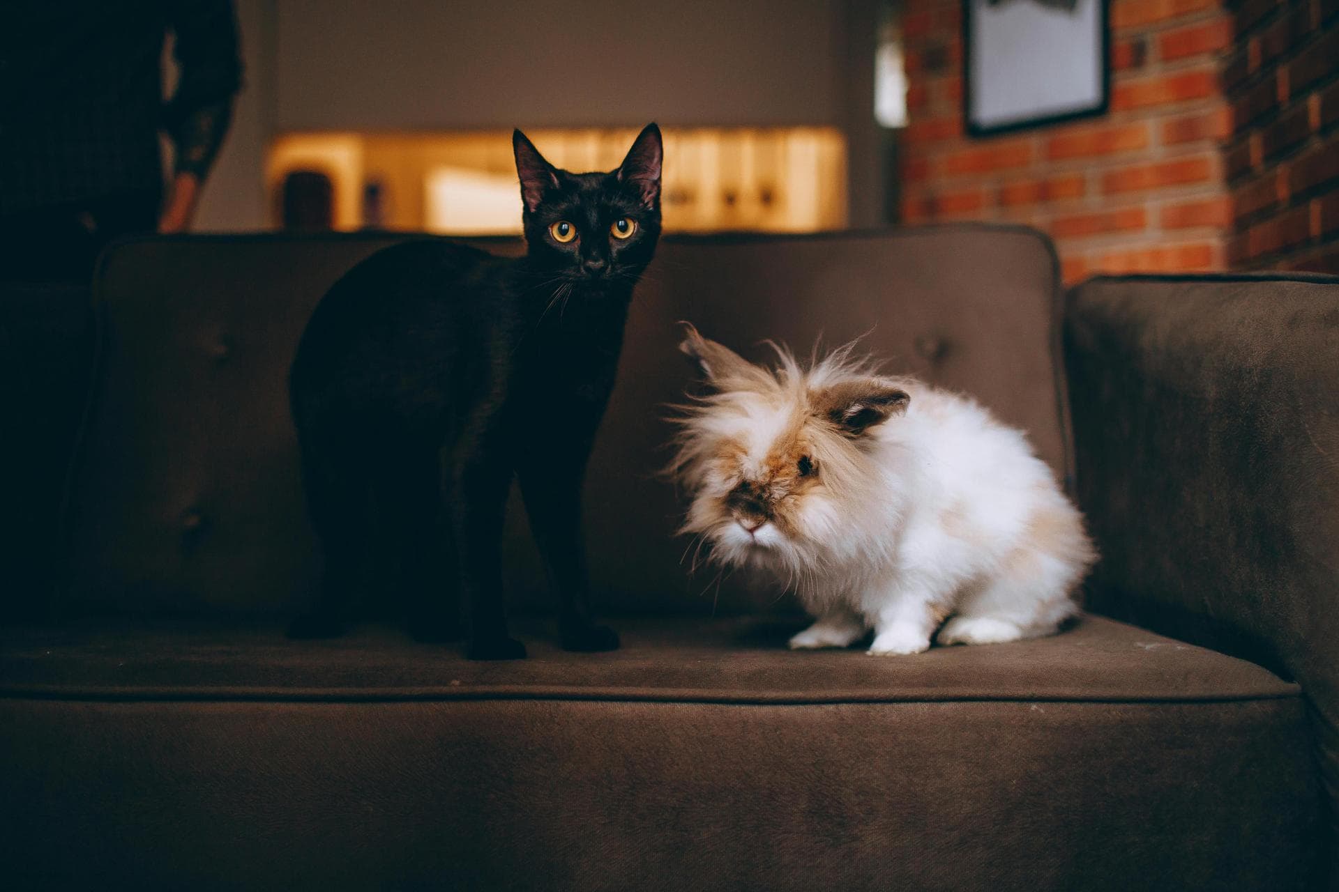 Specialist Vets in Hamilton