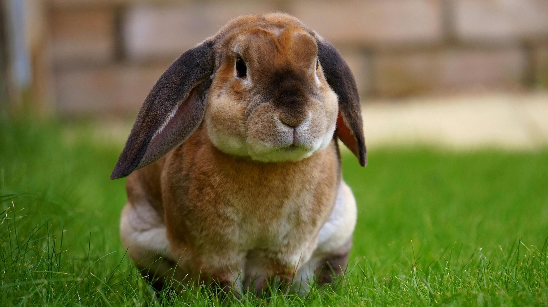 Specialist Vets in Hamilton